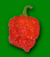 Moruga Scorpion